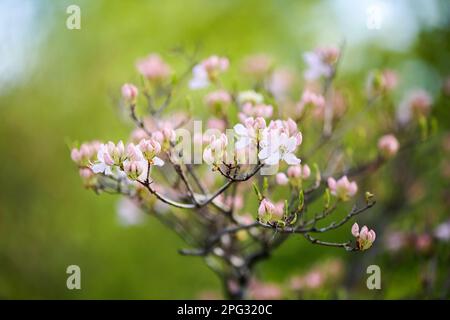 Plante pourpre en fleurs Rhododendron Vasey sur fond vert Banque D'Images