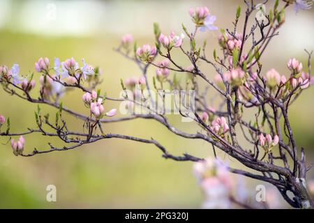 Plante pourpre en fleurs Rhododendron Vasey sur fond vert Banque D'Images