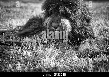 Goldendoodle noir couché sur la prairie avec bâton en noir et blanc pris. Fidèle compagnon, qui est également adapté comme chien de thérapie. Photo d'animal de compagnie de Banque D'Images