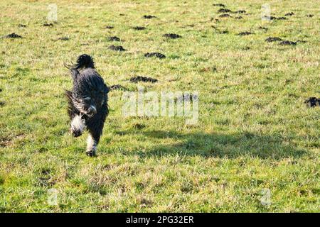 Black Goldendoddle courir dans un pré tout en jouant. Manteau long et doux noir. Chien de famille qui est également pris comme chien de thérapie. Photo d'un chien Banque D'Images