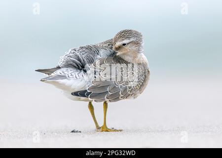 Red Knot (Calidris canutus) adulte préening. Danemark Banque D'Images