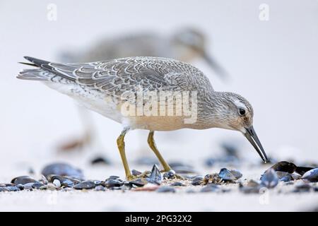 Un Knot rouge (Calidris canutus) se forant sur une plage, Danemark Banque D'Images