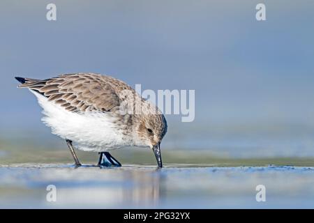 Dunlin (Calidris alpina). Adulte dans la recherche de plumage non reproductrice en eau peu profonde. Allemagne Banque D'Images