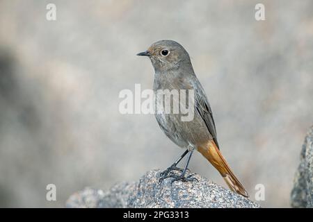 Black Redstart (Phoenicurus ochruros). Mâle adulte dans un plumage non reproductrice sur la côte danoise de la mer du Nord Banque D'Images