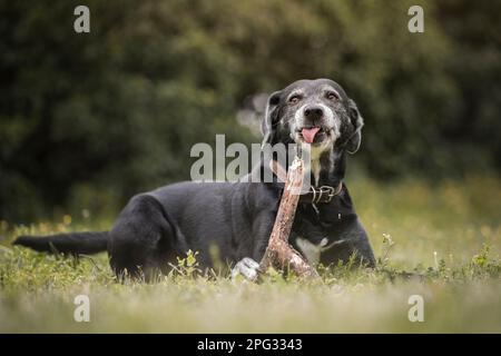 Mélange Labrador. Un chien adulte se mâche sur un bâton Banque D'Images