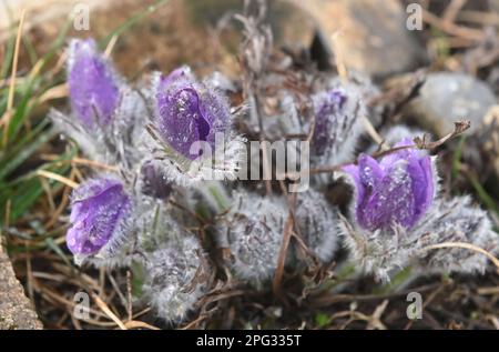 Krcman, République tchèque. 20th mars 2023. Pulsatilla grandis, la grande fleur de pasque, photographiée sur 20 mars 2023, au monument naturel U Strejckova Lomu, à Krcman, République tchèque. Crédit : Ludek Perina/CTK photo/Alay Live News Banque D'Images