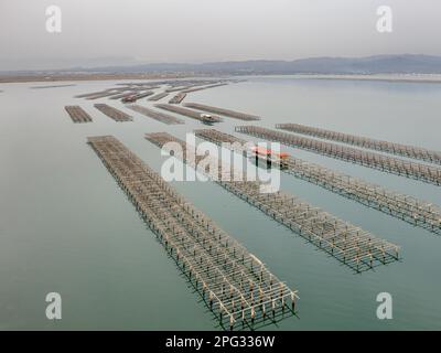 Ferme d'huîtres Ebro Delta. Installations d'aquaculture de moules et d'huîtres dans la région du delta de l'Èbre en Espagne. Banque D'Images