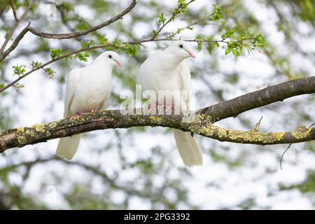 Pigeon domestique. Deux pigeons blancs perchés sur une branche. Camargue, France Banque D'Images