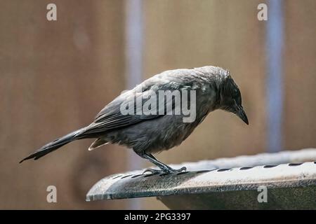 Une femelle de grackle commun perchée dans un bain d'oiseaux de cour pendant une journée d'été à Taylors Falls, Minnesota, États-Unis. Banque D'Images