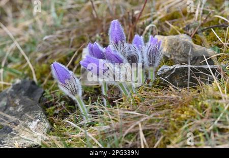 Krcman, République tchèque. 20th mars 2023. Pulsatilla grandis, la grande fleur de pasque, photographiée sur 20 mars 2023, au monument naturel U Strejckova Lomu, à Krcman, République tchèque. Crédit : Ludek Perina/CTK photo/Alay Live News Banque D'Images