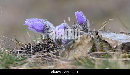 Krcman, République tchèque. 20th mars 2023. Pulsatilla grandis, la grande fleur de pasque, photographiée sur 20 mars 2023, au monument naturel U Strejckova Lomu, à Krcman, République tchèque. Crédit : Ludek Perina/CTK photo/Alay Live News Banque D'Images