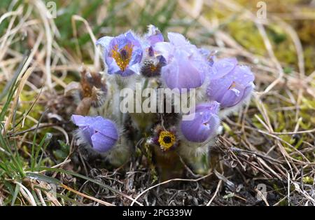 Krcman, République tchèque. 20th mars 2023. Pulsatilla grandis, la grande fleur de pasque, photographiée sur 20 mars 2023, au monument naturel U Strejckova Lomu, à Krcman, République tchèque. Crédit : Ludek Perina/CTK photo/Alay Live News Banque D'Images