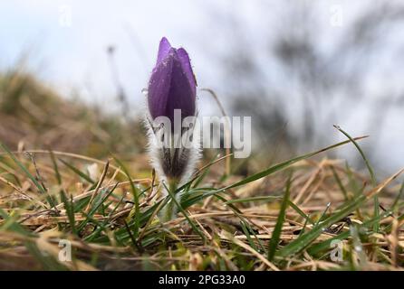 Krcman, République tchèque. 20th mars 2023. Pulsatilla grandis, la grande fleur de pasque, photographiée sur 20 mars 2023, au monument naturel U Strejckova Lomu, à Krcman, République tchèque. Crédit : Ludek Perina/CTK photo/Alay Live News Banque D'Images