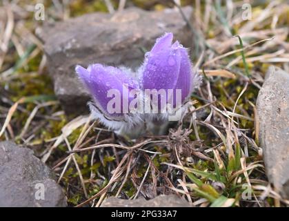 Krcman, République tchèque. 20th mars 2023. Pulsatilla grandis, la grande fleur de pasque, photographiée sur 20 mars 2023, au monument naturel U Strejckova Lomu, à Krcman, République tchèque. Crédit : Ludek Perina/CTK photo/Alay Live News Banque D'Images