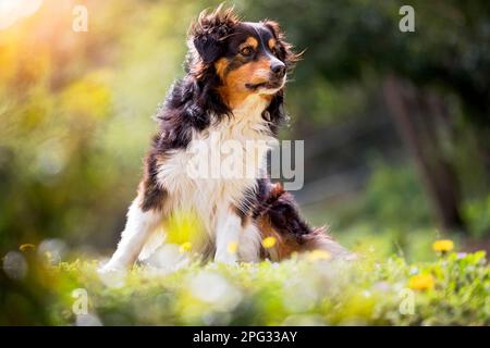 Berger australien. Homme adulte assis sur une prairie à fleurs. France Banque D'Images