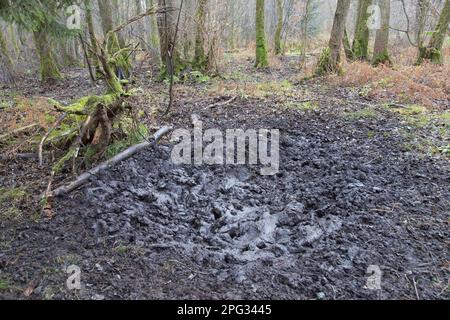 Piscine boueuse de sangliers (sus scrofa) dans une forêt. Allemagne Banque D'Images