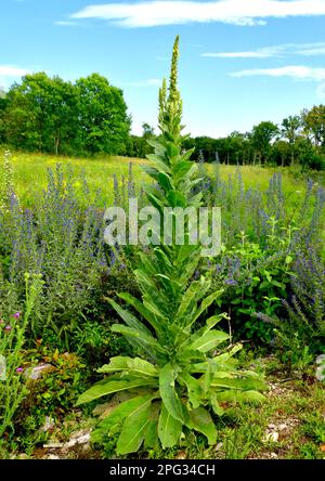 Mulléin commun ou Grand mulléin (Verbascum thapsus). Plante à floraison simple. Allemagne Banque D'Images