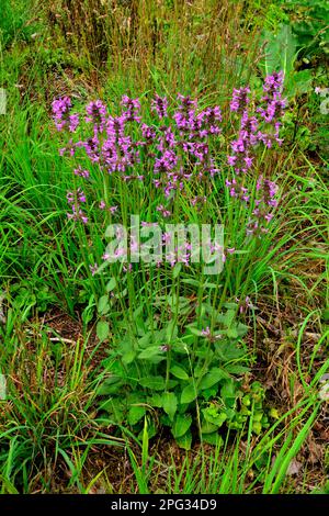 Betony, Wood Betony, Bone's Wort (Betonica officinalis), plantes à fleurs. Allemagne Banque D'Images