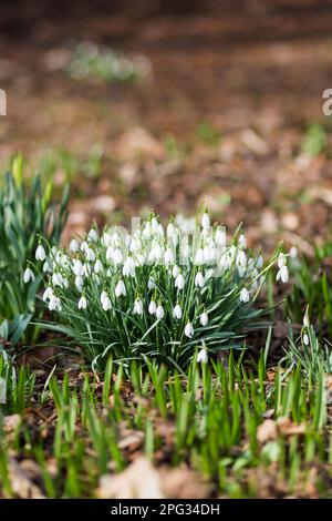 Les fleurs de Snowdrop (Galanthus) font le chemin à travers les feuilles mortes. Arrière-plan naturel du printemps. Moscou, Russie. Banque D'Images