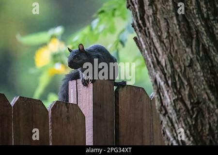 Écureuil noir assis sur un poste de clôture le long d'un arbre avec un tournesol jaune dans le bokeh un jour d'été à Taylors Falls, Minnesota, États-Unis. Banque D'Images