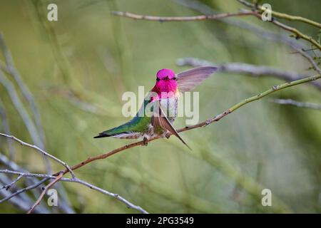 Hummingbird (Calypte anna) d'Anna masculine prenant le vol et montrant Gorget. Banque D'Images