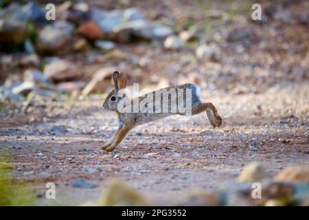 Un lapin en queue de cotonnière du désert, Sylvilagus audubonii, qui traverse le désert de Sonoran. Tucson, Arizona, États-Unis. Banque D'Images