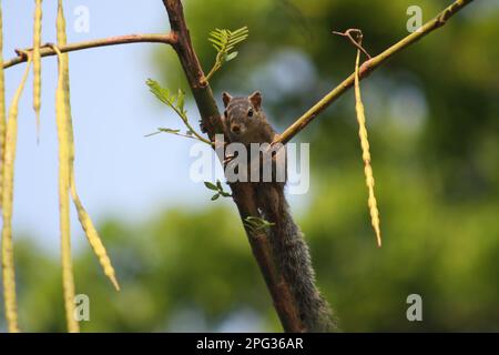 Les écureuils sont des rongeurs de petite à moyenne taille qui sont connus pour leur queue touffue et leur capacité à grimper aux arbres avec une grande agilité. Banque D'Images