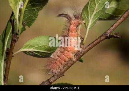 Chaussette de couleur pâle, mouth rouge-queue (Calliteara pudibunda). Chenille (forme marron) sur une branche. Allemagne Banque D'Images