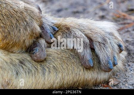 Barbarie Macaque (Macaca sylvanus). Gros plan des mains d'un adulte. Allemagne Banque D'Images