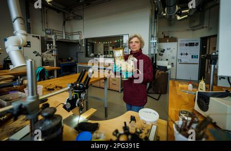 Mayence, Allemagne. 20th mars 2023. Heidrun Hochgesand, restaurateur, détient une copie d'un Pegasus Rhyton (nord du Caucase 4-5 siècle av. J.-C., original à Moscou) entre ses mains. Lors d'une visite du nouveau bâtiment de LEIZA (centre d'archéologie Leibniz), les journalistes ont pu découvrir le travail de l'institution. LEIZA (centre d'archéologie Leibniz) (anciennement RGZM/Musée central romain-germanique) est une institution de recherche internationale active en archéologie. Credit: Andreas Arnold/dpa/Alay Live News Banque D'Images