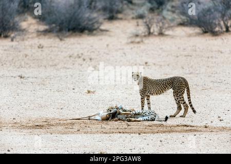 Deux guépard sud-africains (Acinonyx jubatus jubatus) avec un cub presque complet étouffant un ramon de sprinbok fraîchement pêché dans le Kalahari Banque D'Images