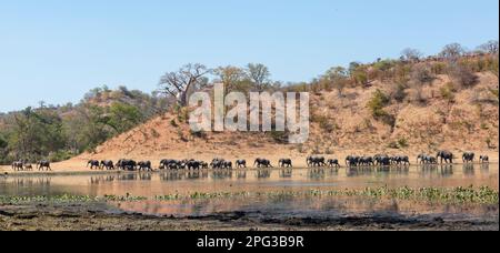 Grand troupeau d'éléphants d'Afrique (Loxodonta africana) marchant sur une longue ligne le long du bord d'une casserole naturelle à la base de la casserole naturelle Banque D'Images