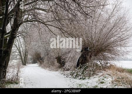 Belle promenade d'hiver le long des vieux saules de pollard à travers une petite réserve naturelle allemande, région du Bas Rhin pendant la forte chute de neige, Allemagne. Banque D'Images