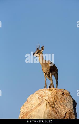 Un bélier de klipspringer (Oreotragus oreotragus) se tenant au-dessus d'un rocher proéminent Banque D'Images