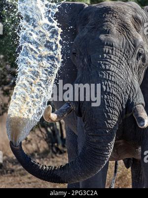 Portrait frontal d'un taureau d'éléphant d'Afrique qui se rafraîchit avec de l'eau ébouée de son tronc Banque D'Images