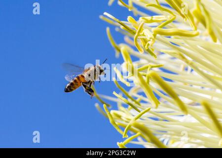 Abeille africaine (APIs mellifera) planant sur une fleur pour recueillir le pollen Banque D'Images