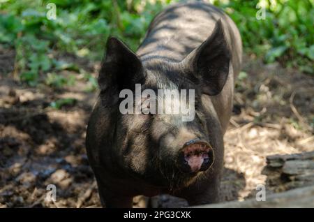 Pioneer Farmstead. Genesee Country Village & Museum. Mumford, New York. Banque D'Images