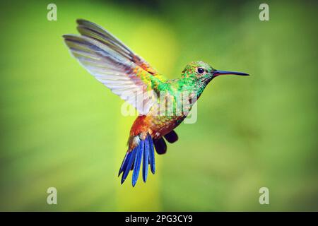 Colibri aérien, Asa Wright nature Center, Hummingbird Sanctuary Trinidad, République de Trinité-et-Tobago, Caraïbes du Sud Banque D'Images