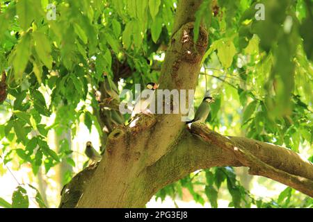 petit oiseau sur l'arbre dans le jardin Banque D'Images