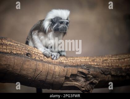 Adorable singe tamarin en coton perché sur une bûche dans un environnement naturel Banque D'Images