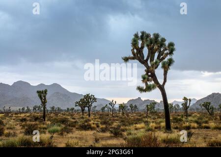 Parc national de Joshua Tree paysage, ciel spectaculaire avec des nuages, Californie Banque D'Images