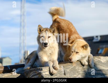 Chien de traîneau dans la petite ville d'Uummannaq dans le nord de l'ouest du groenland. Pendant l'hiver, les chiens sont encore utilisés comme équipes de chiens pour tirer des traîneaux de pêcheurs. Banque D'Images