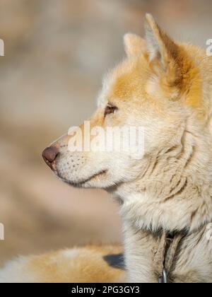 Chien de traîneau dans la petite ville d'Uummannaq dans le nord de l'ouest du groenland. Pendant l'hiver, les chiens sont encore utilisés comme équipes de chiens pour tirer des traîneaux de pêcheurs. Banque D'Images