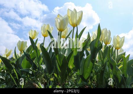 20 mars 2023, Srinagar, Jammu-et-Cachemire, Inde : des tulipes sont photographiés au jardin des tulipes du Mémorial Indira Gandhi à Srinagar. Situé entre le lac Dal et les collines de Zabarwan, est le plus grand jardin de tulipes d'Asie. Il contient une vaste collection de plus de 1,5 millions de tulipes de différentes couleurs et nuances qui attirent les touristes dans le jardin. (Credit image: © Adil Abbas/ZUMA Press Wire) USAGE ÉDITORIAL SEULEMENT! Non destiné À un usage commercial ! Banque D'Images