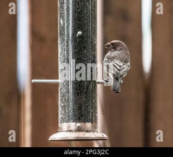 House finch perchée sur un mangeoire à chardon d'arrière-cour avec une graine dans sa bouche le jour de l'automne à Taylors Falls, Minnesota États-Unis. Banque D'Images
