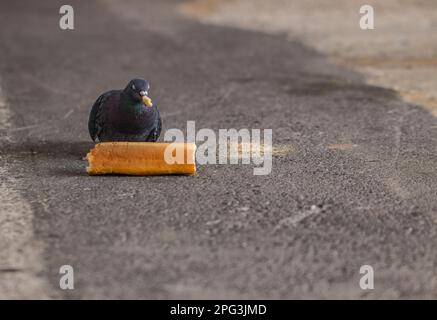 Le pigeon domestique (Columba livia domestica ou Columba livia forma domestica) est une sous-espèce de pigeon dérivée de la colombe rocheuse. Banque D'Images