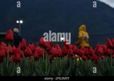 Srinagar, Inde. 19th mars 2023. Une vue générale des fleurs de tulipe en pleine floraison à Siraj Bagh où plus de 5 millions de tulipes devraient fleurir au printemps. Des milliers de touristes devraient visiter le plus grand jardin de tulipes d'Asie, Siraj Bagh, situé au pied de la chaîne de Zabarwan, comme il s'ouvre au public. Les tulipes devraient rester en pleine floraison jusqu'en avril. (Photo de Mubashir Hassan/Pacific Press) Credit: Pacific Press Media production Corp./Alay Live News Banque D'Images