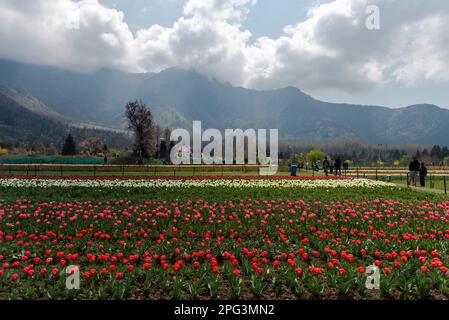 Vue générale sur les tulipes en fleur à l'intérieur du jardin des tulipes lors d'une journée de printemps ensoleillée. Le jardin Indira Gandhi Memorial Tulip Garden, anciennement Siraj Bagh, possède environ 16 tulipes lakhes dans plus de 68 variétés, qui sont la principale attraction du jardin au printemps au Cachemire, qui marque le début de la haute saison touristique. Des milliers de personnes affluent vers les alcôves d'amandiers et les jardins de tulipes en pleine floraison du Cachemire, qui sont décrits comme thérapeutiques pour la psyché rouge par certains professionnels de la santé mentale locaux. (Photo par Idrees Abbas/SOPA Images/Sipa USA) Banque D'Images