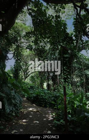 Promenade sur un sentier de terre à travers une forêt tropicale remplie de plantes tropicales, d'arbres et de vignes aux jardins McBryde à Koloa, Kauai, Hawaii, États-Unis Banque D'Images