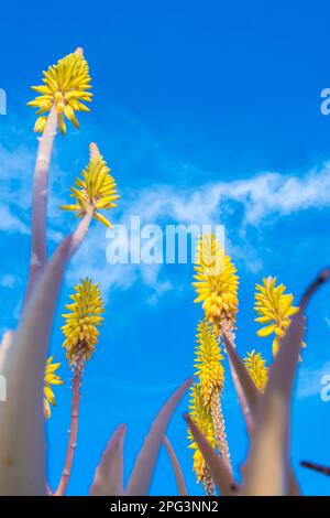 Photo de champ vertical à angle bas des fleurs d'aloès Vera jaune au printemps Banque D'Images